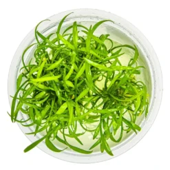 Tropica Cryptocoryne parva 1-2-GROW