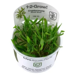 Tropica Cryptocoryne Wendtii Green 1-2-GROW