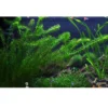 Tropica Egeria densa bundt plantestængler (Vandpest)