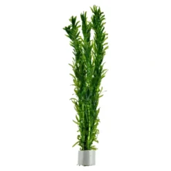 Tropica Egeria densa bundt plantestængler (Vandpest)