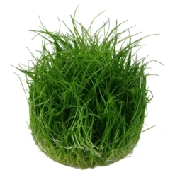 Tropica Eleocharis acicularis Mini 1-2-GROW x 3