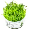Tropica Eriocaulon cinereum 1-2-Grow