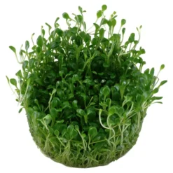 Tropica Glossostigma elatinoides 1-2-GROW x 3