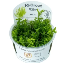 Tropica Gratiola viscidula 1-2-GROW