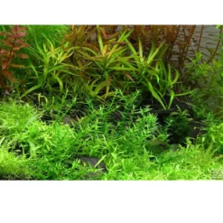 Tropica Gratiola viscidula 1-2-GROW