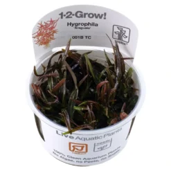 Tropica Hygrophila 'Araguaia' 1-2-GROW x 3