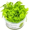 Tropica Hygrophila odora 1-2-Grow