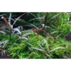 Tropica Hygrophila Pinnatifida 1-2-GROW