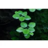 Tropica Limnobium laevigatum 1-2-GROW