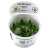 Tropica Littorella uniflora 1-2-GROW x 3
