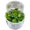 Tropica Lobelia cardinalis Mini 1-2-Grow