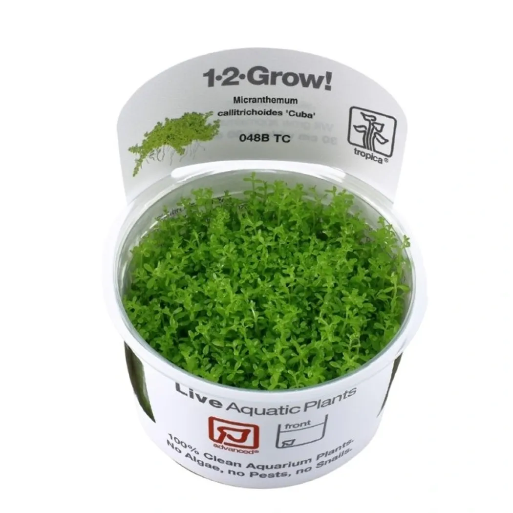 Tropica Micranthemum callitrichoides Cuba 1-2-GROW