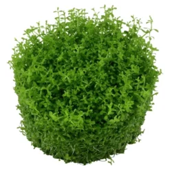 Tropica Micranthemum callitrichoides Cuba 1-2-GROW