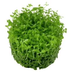 Tropica Micranthemum Monte Carlo 1-2-Grow x 3