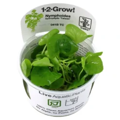Tropica Nymphoides hydrophylla Taiwan 1-2-GROW