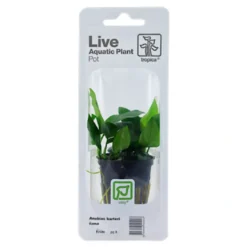 Tropica PCS Pot Anubias Barteri Nana x 3