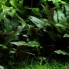 Tropica PCS Pot Cryptocoryne beckettii Petchii x 3