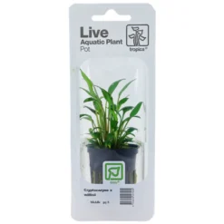 Tropica PCS Pot Cryptocoryne x willisii x 3