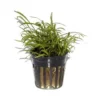 Tropica PCS Pot Lilaeopsis brasiliensis x 3