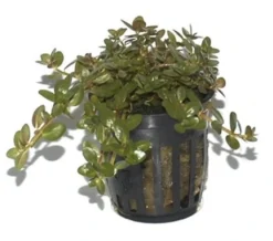 Tropica PCS Pot Rotala rotundifolia x 3