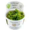 Tropica Pogostemon deccanensis 1-2-GROW x 3