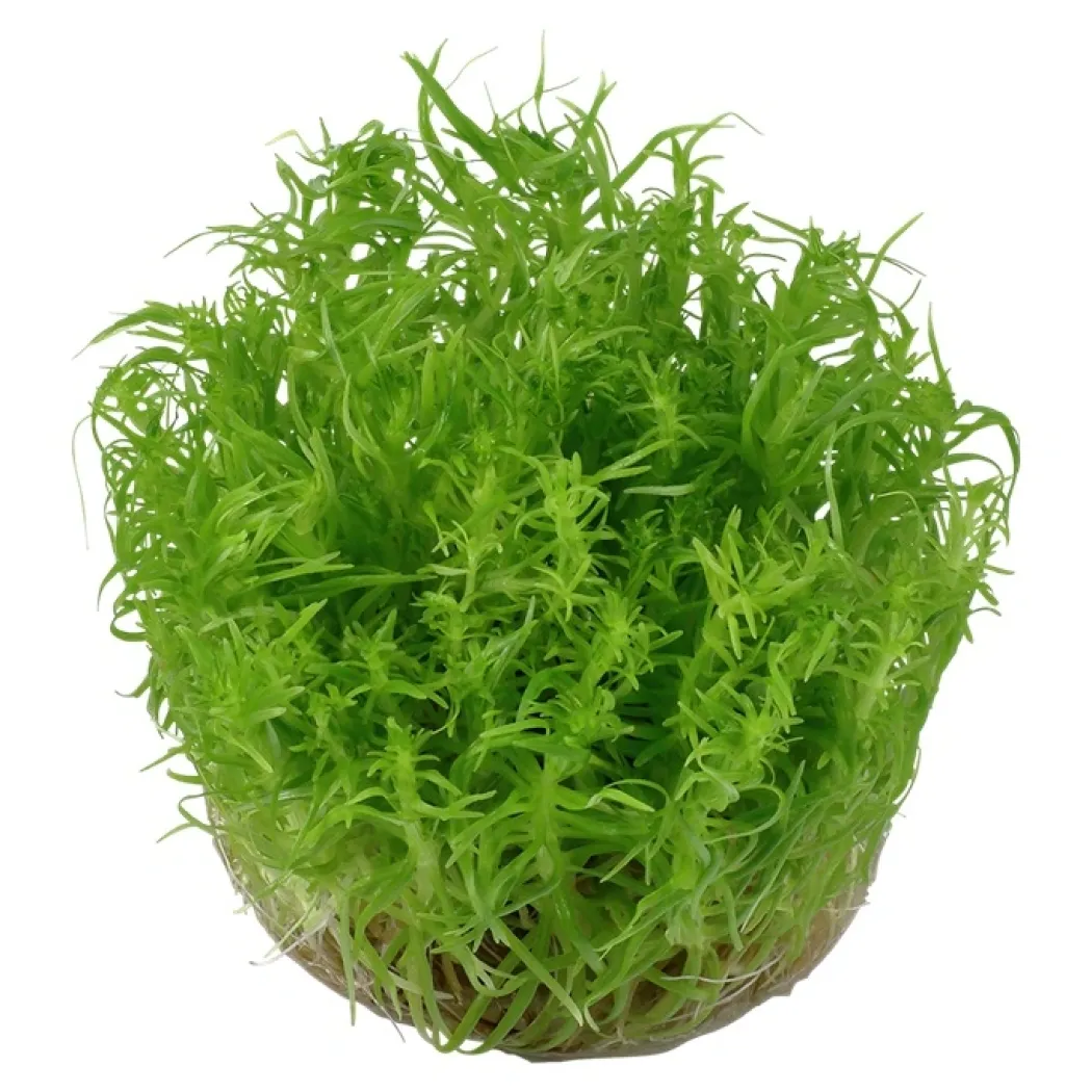 Tropica Pogostemon deccanensis 1-2-GROW x 3