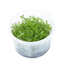 Tropica Proserpinaca palustris 1-2-GROW x 3