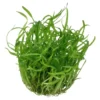 Tropica Sagittaria subulata 1-2-GROW