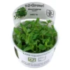 Tropica Staurogyne repens 1-2-GROW