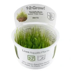 Tropica Taxiphyllum barbieri 'Bogor Moss' 1-2-GROW