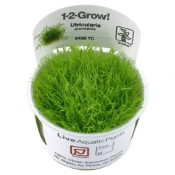 Tropica Utricularia graminifolia 1-2-GROW x 3