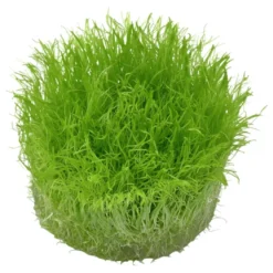 Tropica Utricularia graminifolia 1-2-GROW x 3