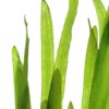 Tropica Vallisneria americana Natans bundt plantestængler