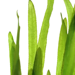 Tropica Vallisneria americana Natans bundt plantestængler