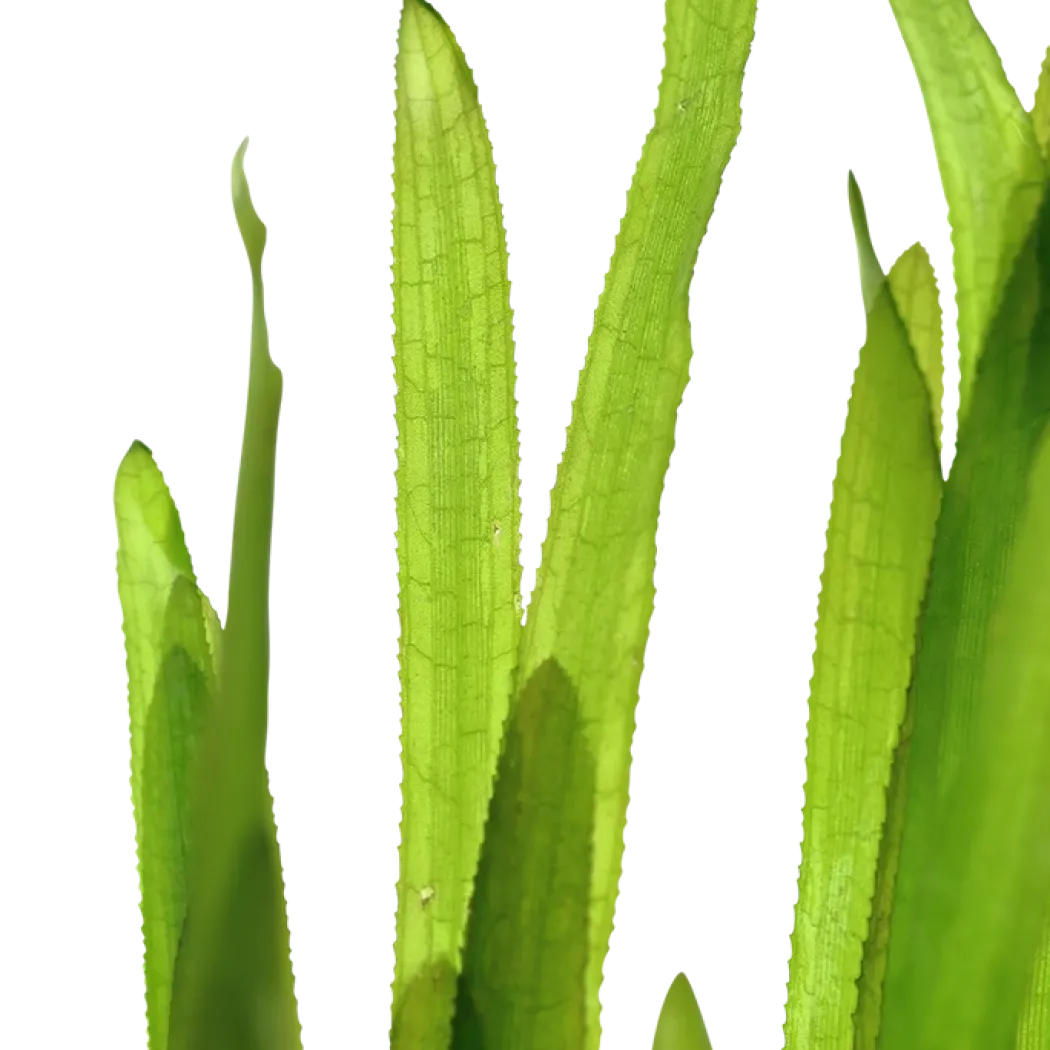 Tropica Vallisneria americana Natans bundt plantestængler