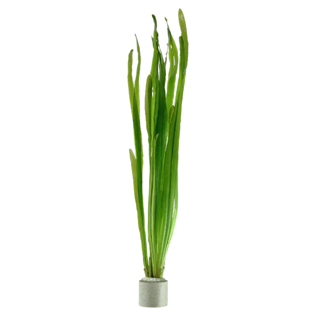 Tropica Vallisneria americana Natans bundt plantestængler