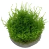 Tropica Vesicularia dubyana Christmas 1-2-GROW