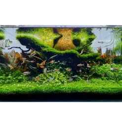 Tropica Vesicularia ferriei Weeping 1-2-GROW